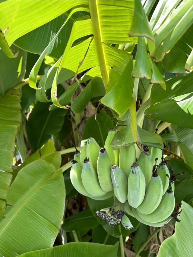 撫仙湖絕美出片處