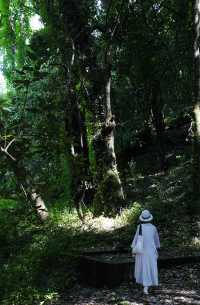 大理小眾旅拍絕佳勝地|巍寶山