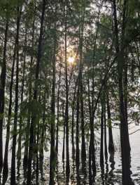 獨墅湖公園:都市綠洲,心靈的棲息地。