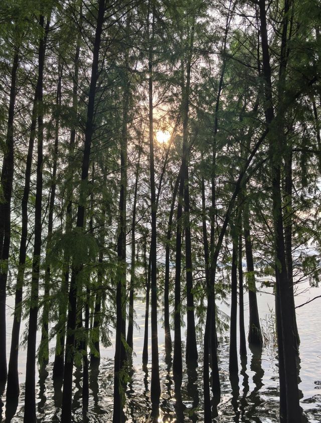 獨墅湖公園:都市綠洲,心靈的棲息地。