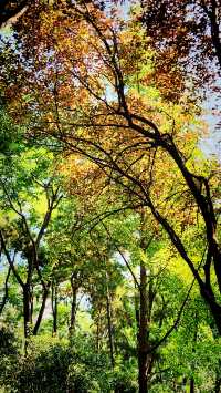 聽講西安豐慶公園錦簇芳菲，打卡過公園"山水綠叢中"才知曉。