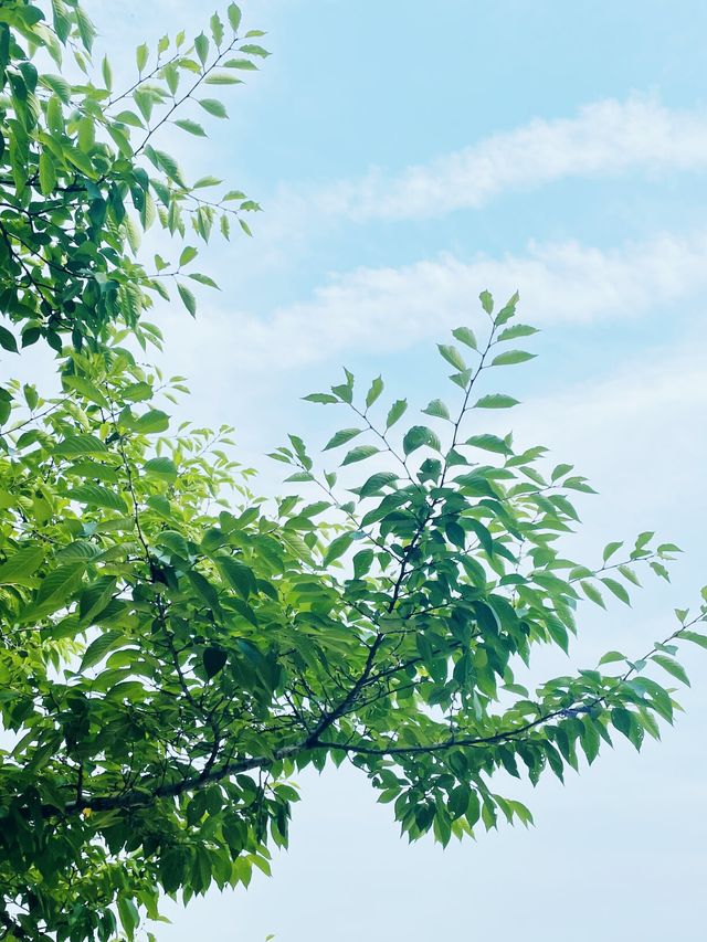 你可以永遠相信鎮江南山的景色。