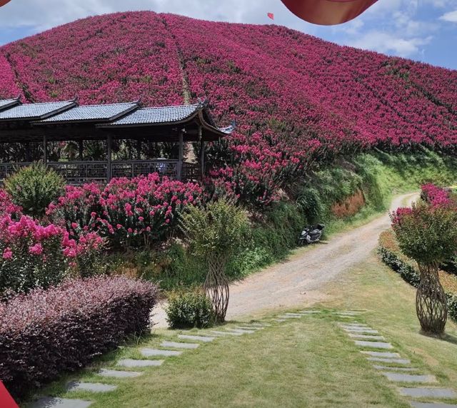 湖南懷化水源山花海景區 | 沉浸漫步在花海芬芳的意境之中。