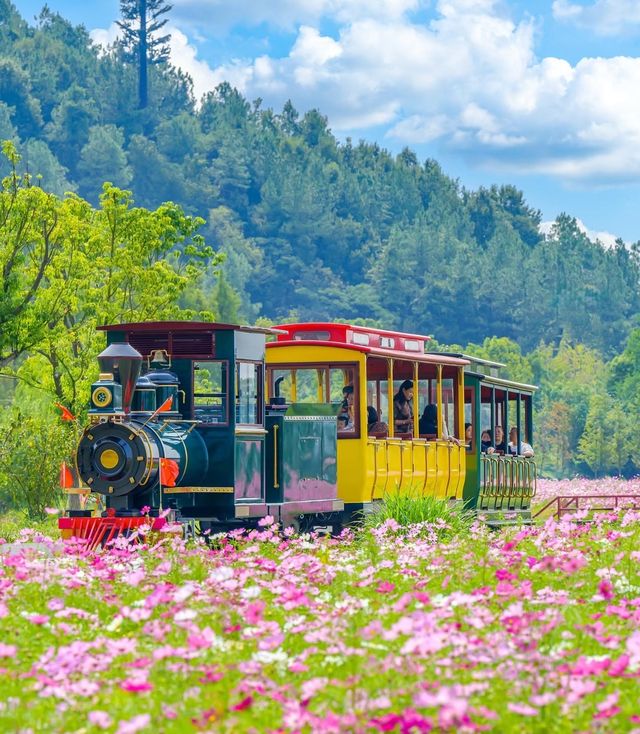 杭州徑山花海 | 邂逅浪漫花事。