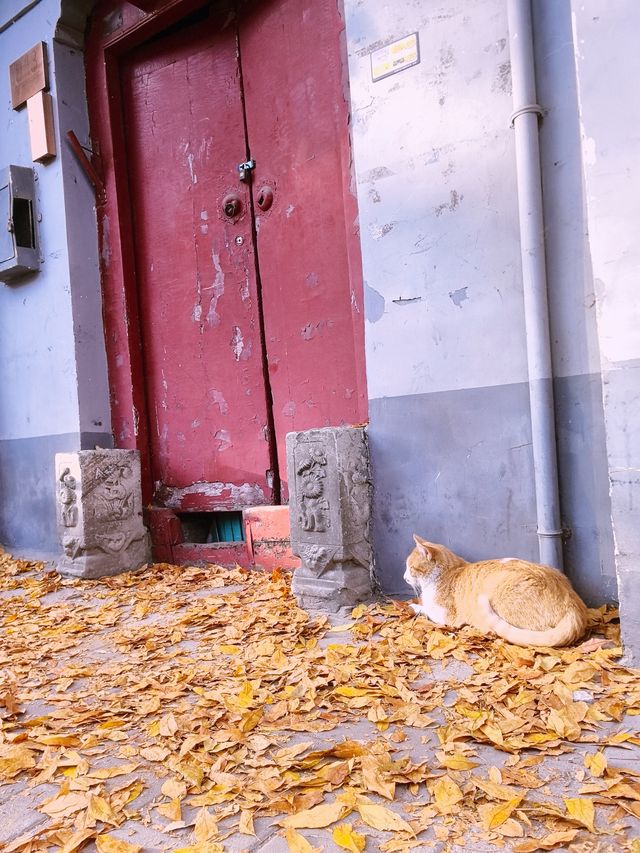 秋天來一次北京胡同遊吧，東四十三條、辛寺胡同。