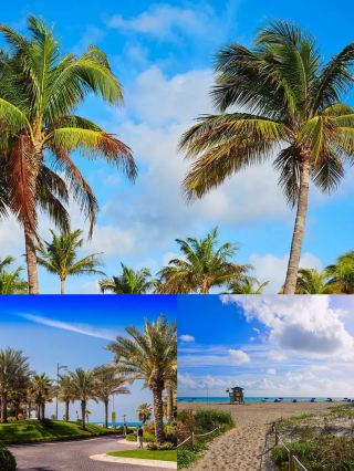 [Two Days in Palm Beach: A Symphony of Nature and Luxury] 