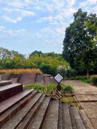 桂花濃度播報｜白塔公園秋色逐漸絢爛。