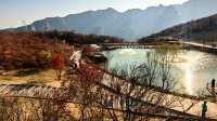 紅葉染盡「坡峰嶺」。
