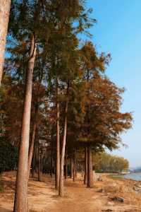 北龍湖濕地公園的水杉，開始紅了。