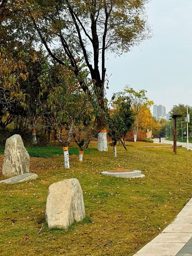 成都 | 賞銀杏遊玩的好去處（附人民公園攻略）。
