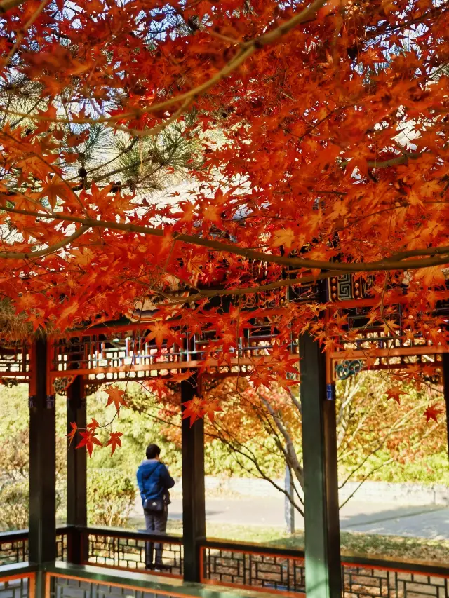 明城牆遺址公園楓葉紅了 二環內免費賞楓好去處。
