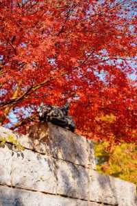 金陵小城的葉子紅了。