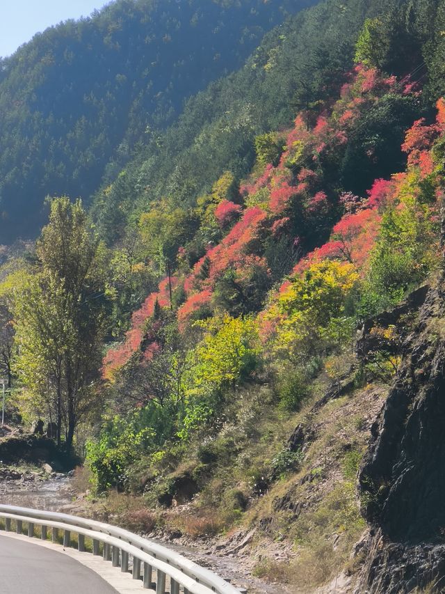 秦嶺峽口紅葉感受大自然的鬼斧神工