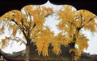 定慧寺千年銀杏：金秋禪意之美