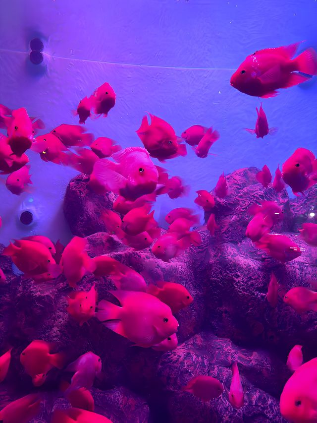 湖南長沙海底世界‖海洋的景觀