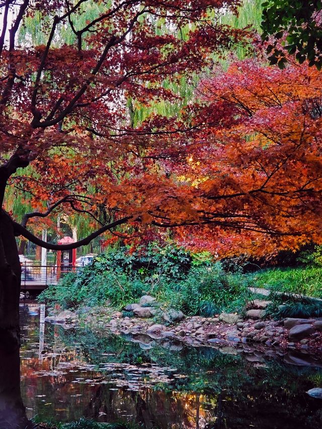 上海的莫奈花園