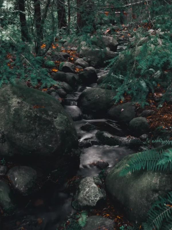Discover the Capilano Suspension Bridge in Vancouver
