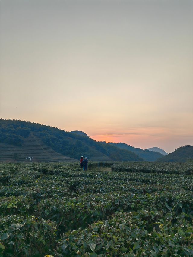 夕陽醉了紅茶谷：新年伊始的夢幻茶鄉之旅