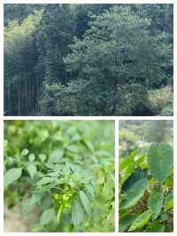 探索陶瓷之鄉，感受藝術與自然的完美融合
