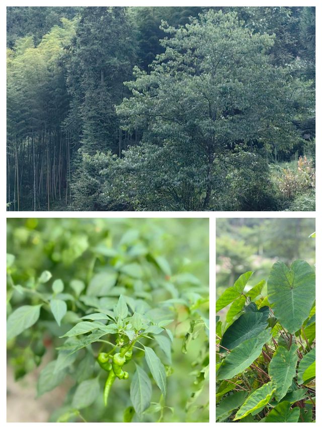探索陶瓷之鄉，感受藝術與自然的完美融合