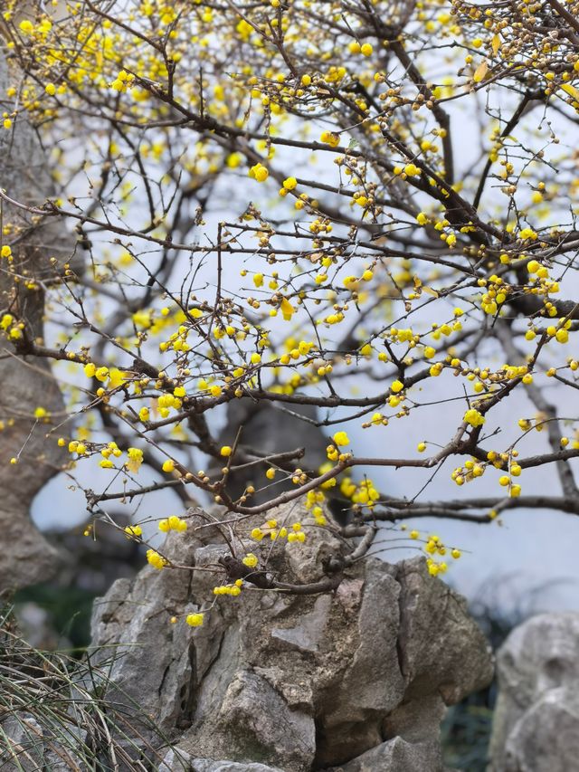 瞻園臘梅|江南無所有，聊贈一枝春