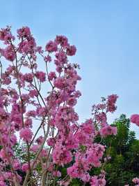 後海中心河公園｜紫花風鈴木盛開的冬天