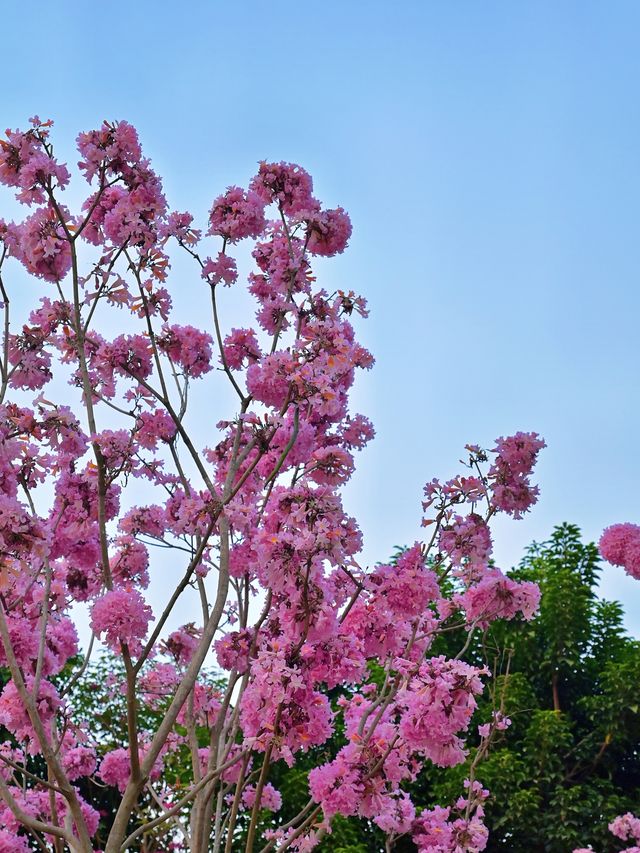 後海中心河公園｜紫花風鈴木盛開的冬天