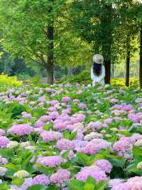 已經在期待上海的春天了｜18個賞花好去處，衝！