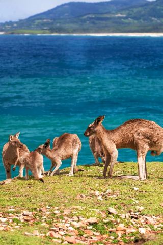 Explore Coffs Harbour: A Coastal Journey of Nature and Charm