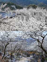 廣東最美的李花來啦丨陽山水浪花谷