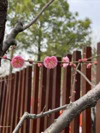 市內公園賞花小攻略