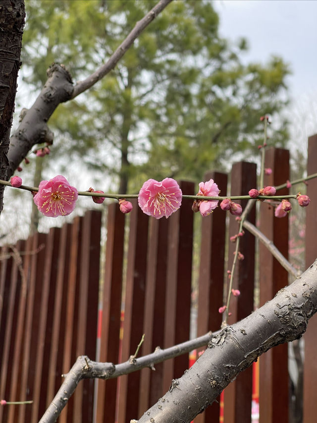 市內公園賞花小攻略