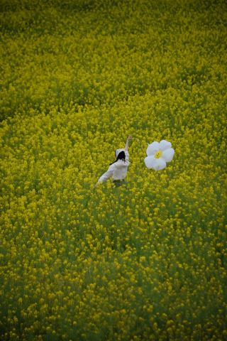 Looking forward to spring | Chengdu is about to welcome the golden rapeseed flowers