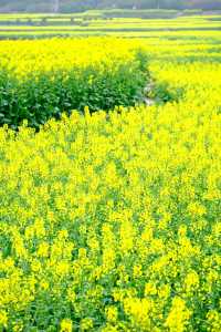 貴州萬峰林千畝油菜花