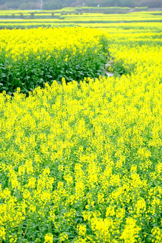 貴州萬峰林千畝油菜花