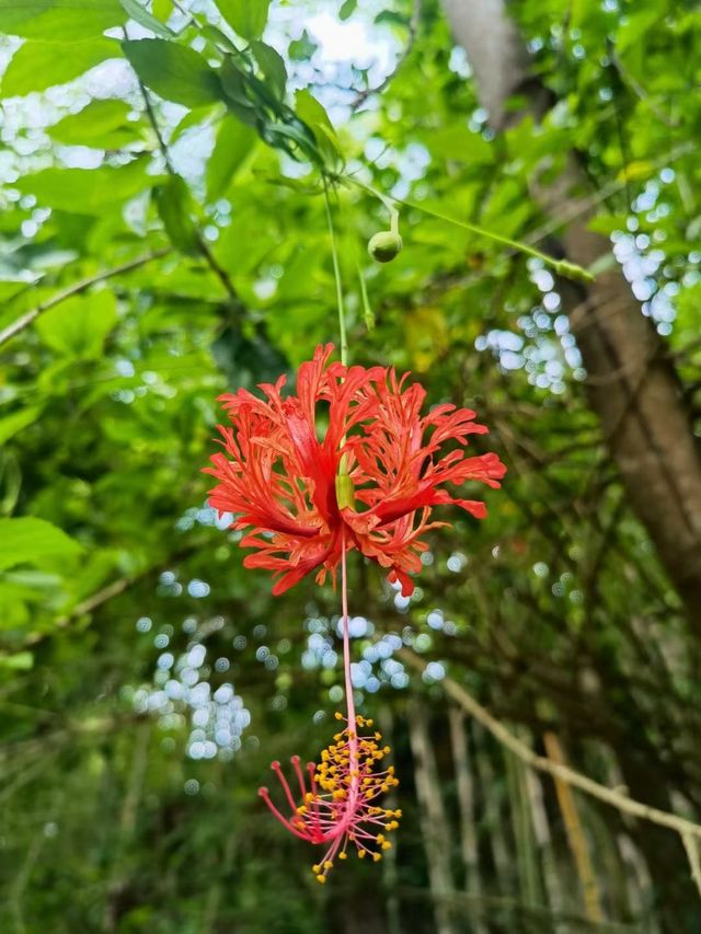 景洪5日遊 植物園探秘之旅別錯過