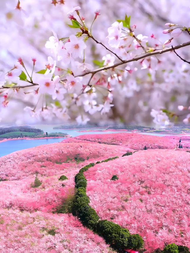 3月貴安賞櫻已到盛花期！快衝！！！