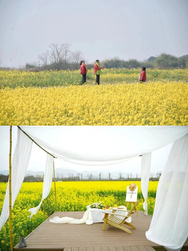 2025南昌油菜花海要開啦！快來打卡！