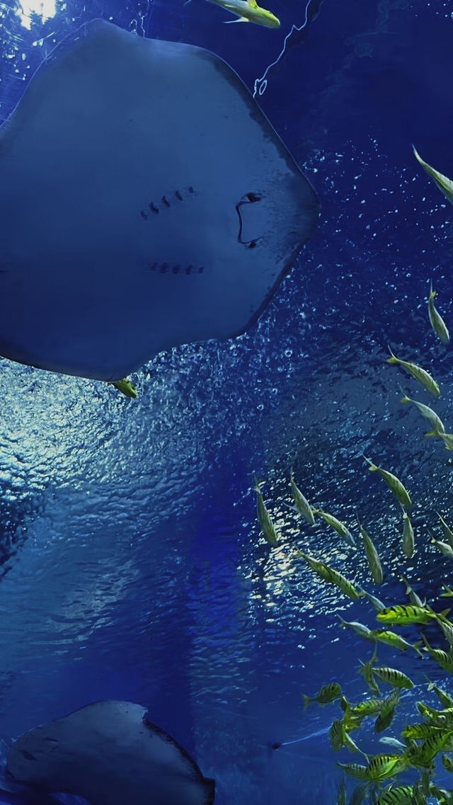 上海海昌公園：一場夢幻般的海洋探險之旅！