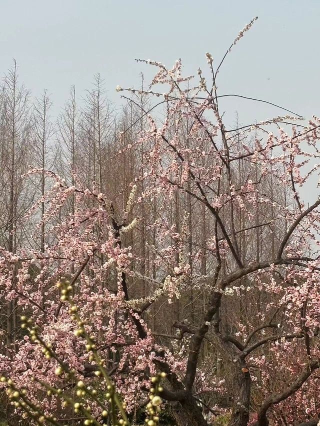 這裡的梅花開了，喊你來看，沒有喊你開車來看