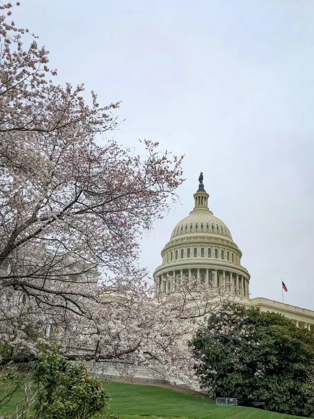 A Guide to Avoiding the Crowds While Viewing Cherry Blossoms in Washington D.C.