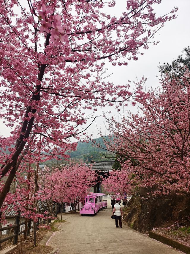 溫州櫻花園：初春的粉色夢境