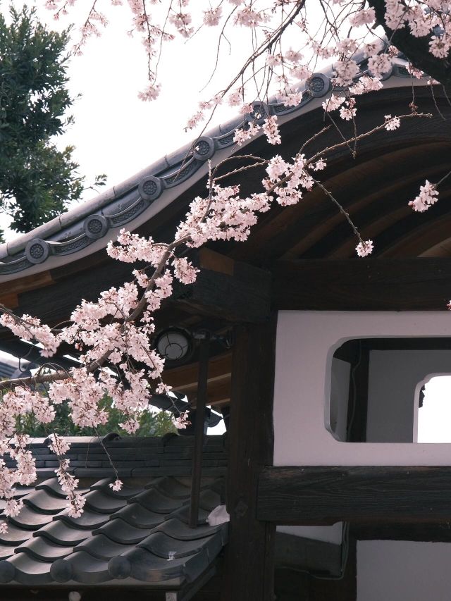 🌸藏在名古屋的賞櫻秘境 | 香積院