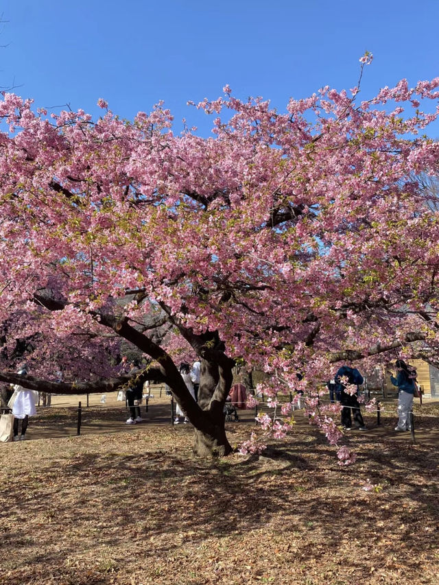 都市綠洲的櫻花盛宴