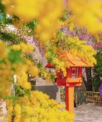 蔵前神社⛩️：春のミモザと桜の共演！