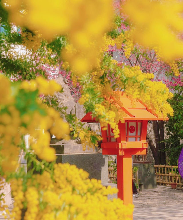 蔵前神社⛩️：春のミモザと桜の共演！