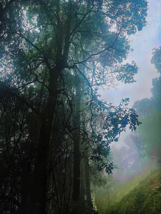 哀牢山林秀，翠谷韻長留，野趣意悠悠