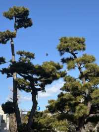 7日橫掃日本  跟我走吧你會愛上的