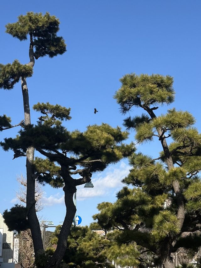 7日橫掃日本  跟我走吧你會愛上的