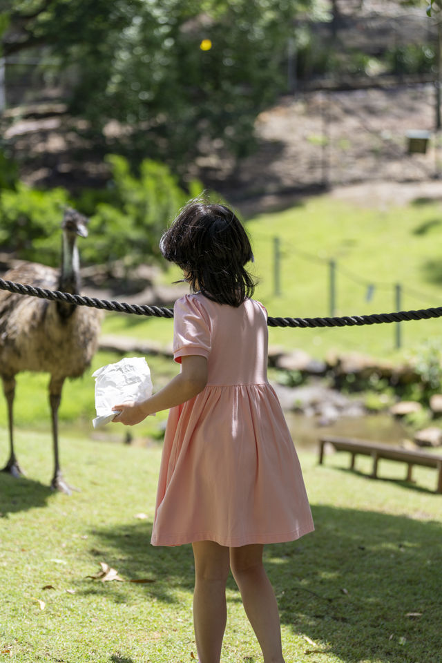 在黃金海岸的可倫賓野生動物保護區抱了樹熊餵了袋鼠